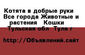 Котята в добрые руки - Все города Животные и растения » Кошки   . Тульская обл.,Тула г.